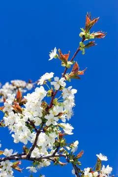 Cherry tree in blossom Stock Photos
