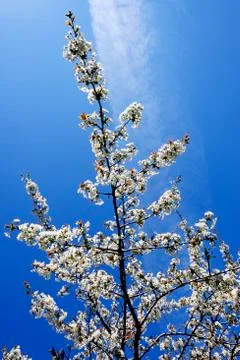 Cherry tree in blossom Stock Photos