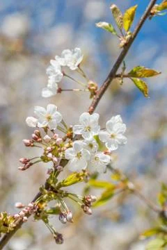 Cherry tree blossom Stock Photos