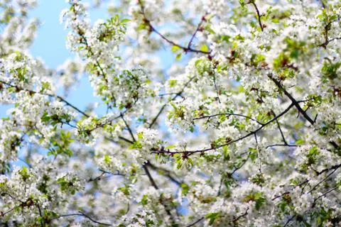 Cherry tree blossom Stock Photos