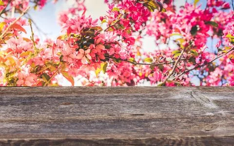 Cherry tree blossom Stock Photos