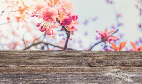 Cherry tree blossom Stock Photos