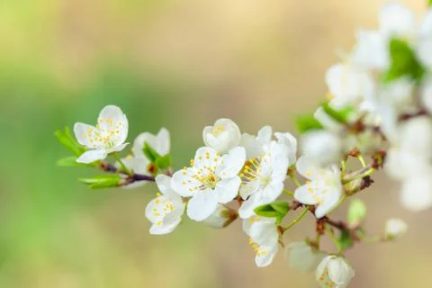 Cherry tree blossom Stock Photos