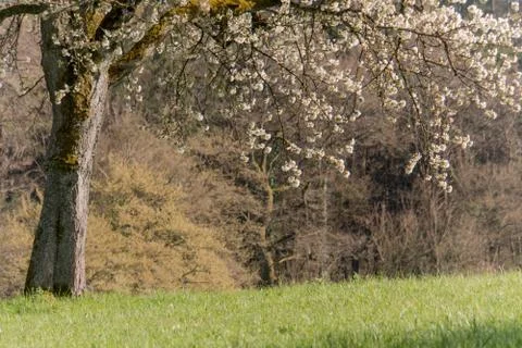 Cherry Tree blossom Stock Photos