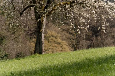 Cherry Tree blossom Stock-Fotos