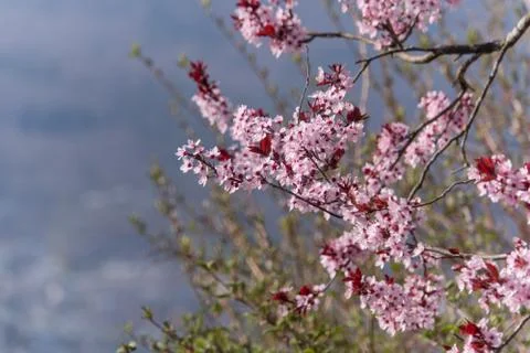 Cherry Tree blossom Stock Photos