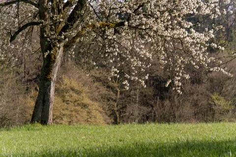 Cherry Tree blossom Stock Photos