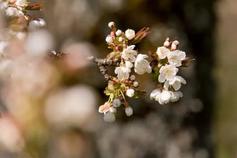 Cherry Tree blossom Stock-Fotos