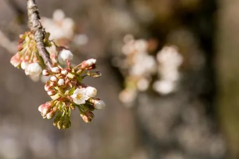 Cherry Tree blossom Stock Photos