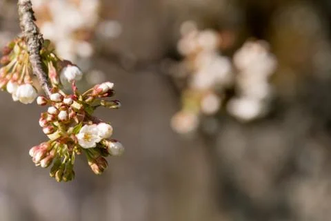Cherry Tree blossom Fotos Stock