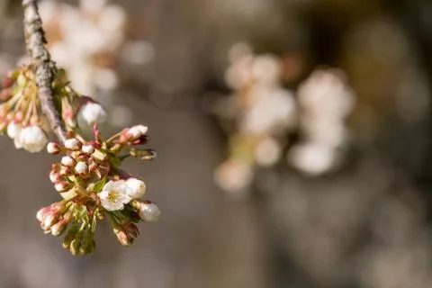 Cherry Tree blossom Foto stock