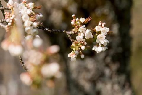 Cherry Tree blossom Stock Photos