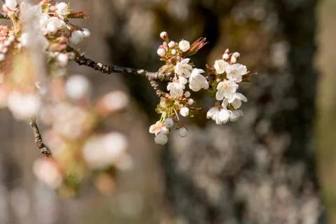 Cherry Tree blossom 스톡 사진
