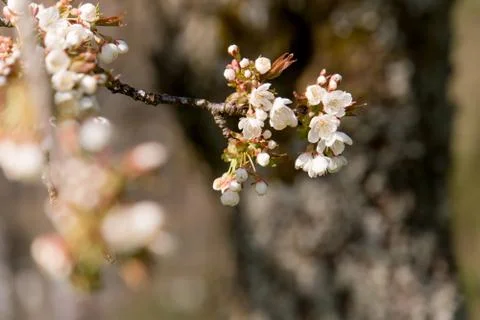 Cherry Tree blossom Stock Photos