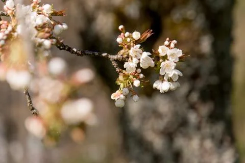 Cherry Tree blossom Stock Photos