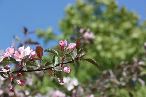 Cherry tree blossom Stock Photos