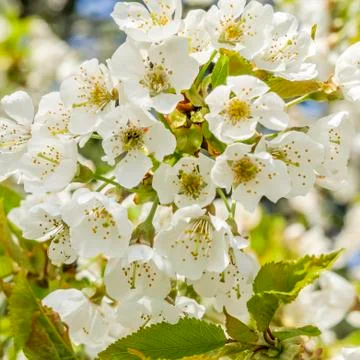 Cherry tree blossom Stock Photos