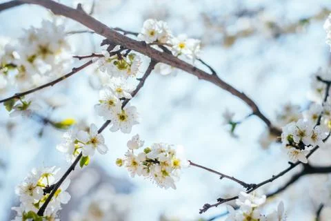 Cherry tree blossom Stock Photos