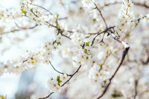 Cherry tree blossom Stock Photos