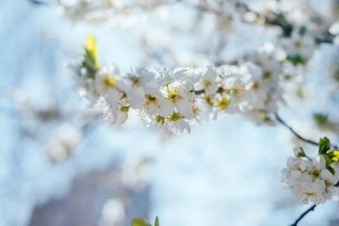 Cherry tree blossom Stock Photos