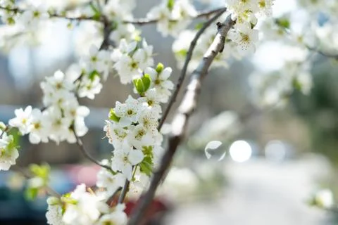 Cherry tree blossom Stock Photos