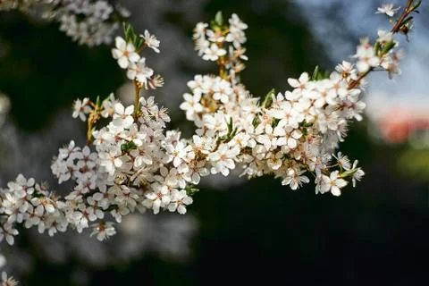 Cherry tree blossom 스톡 사진