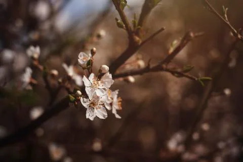 Cherry tree blossom Foto stock