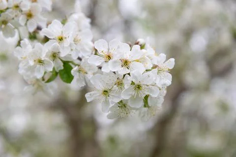 Cherry tree blossom Stock Photos
