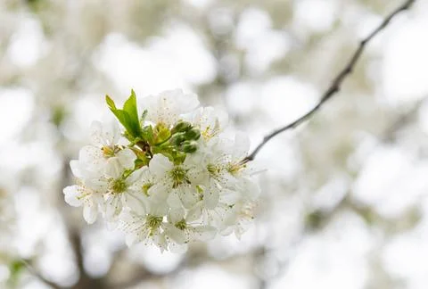 Cherry tree blossom Stock Photos
