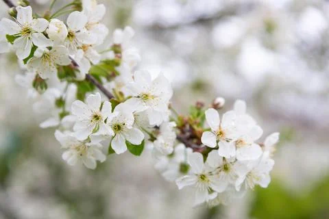 Cherry tree blossom Stock Photos