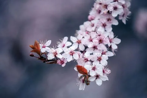 Cherry tree in blossom Stock Photos