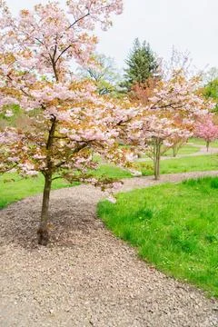 Cherry tree blossom Stock Photos