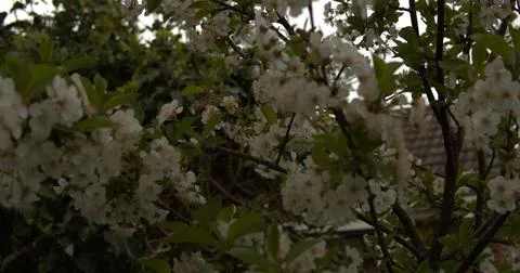 Cherry tree blossom Stock Photos
