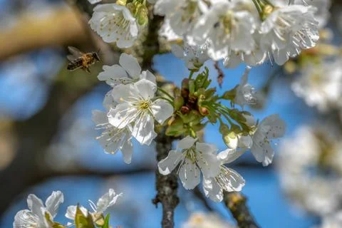 Cherry tree blossom Stock Photos