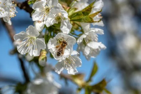 Cherry tree blossom Stock Photos