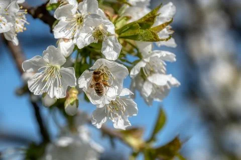 Cherry tree blossom Stock Photos