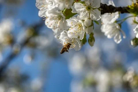 Cherry tree blossom Stock Photos