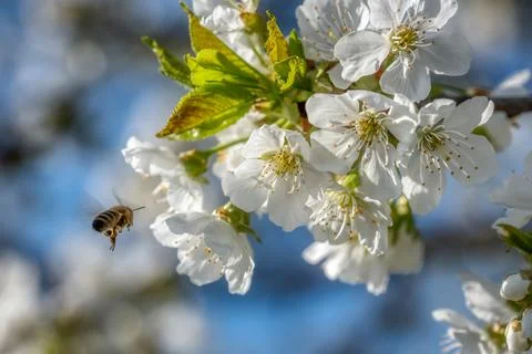Cherry tree blossom Stock Photos