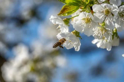 Cherry tree blossom Stock Photos