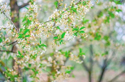 Cherry tree blossom in spring, close-up view Stock Photos