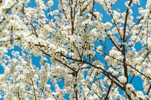 Cherry tree blossom. Spring flowers. Floral background Stock Photos