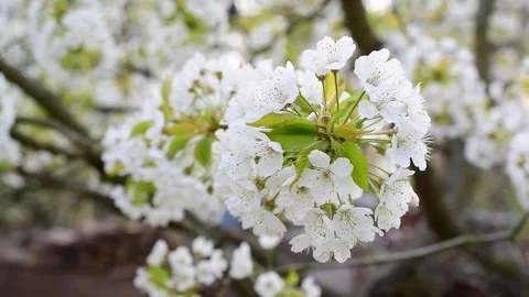 Cherry tree blossom in spring Video stock 74752099