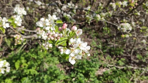 Cherry tree blossom at spring.  Stock Footage 151684290