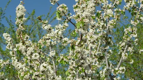 Cherry tree with blossom in spring. Stock Footage 214370965