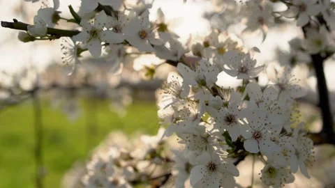 Cherry tree blossom in spring garden. Sunset soft light and white flowers on the Stock-Footage 154837089