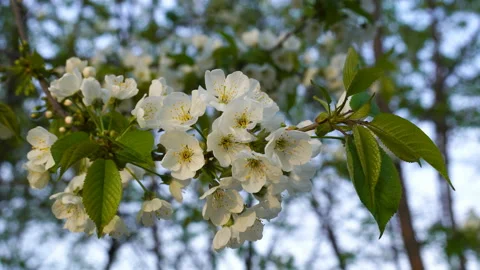 Cherry tree blossom in spring garden. Stock Footage 156206772