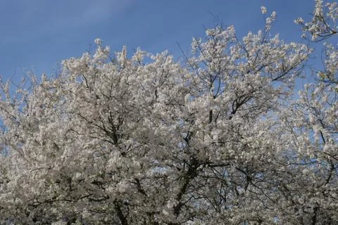 Cherry Tree Blossom in Spring Stock Photos