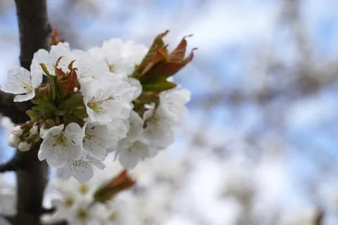 Cherry tree blossom in spring Stock Photos