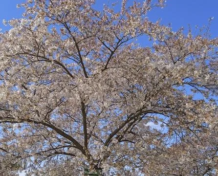 Cherry tree blossom in spring Stock Photos