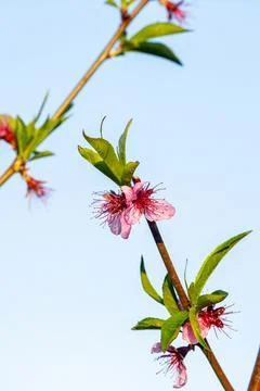 Cherry Tree Blossom in Spring Stock Photos